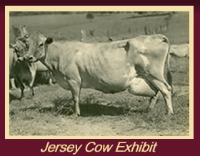 Jersey Cow Exhibit
