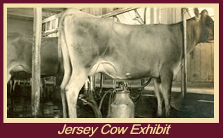 Jersey Cow Exhibit