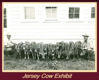 Jersey Cow Exhibit