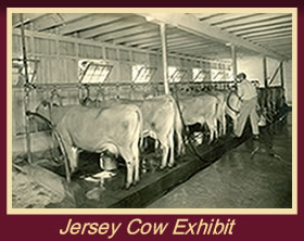 Jersey Cow Exhibit