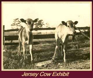 Jersey Cow Exhibit