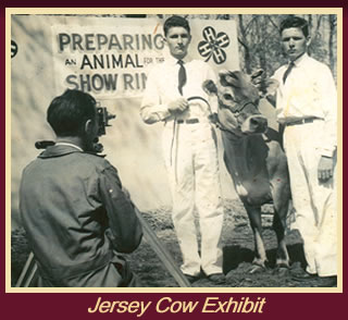 Jersey Cow Exhibit